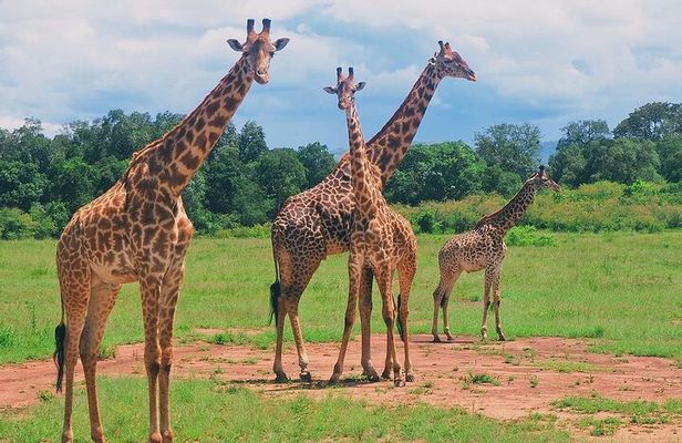 3-Day Private Tour in Tsavo West National Parks