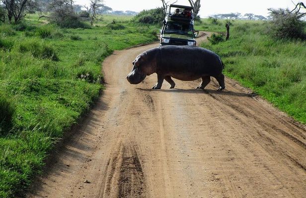 4-Day Tour in Lake Nakuru, Lake Naivash, Masai Mara from Nairobi