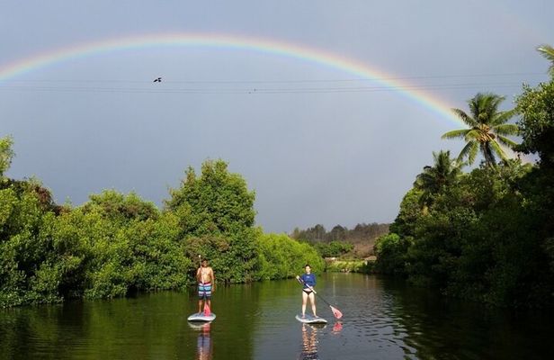 Stand Up Paddle Nature and Turtle tour-Guaranteed to see turtles