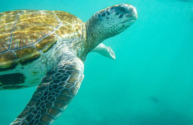 Snorkeling with Giant Turtles, The Red Church, Pamplemousses Garden & Port Louis