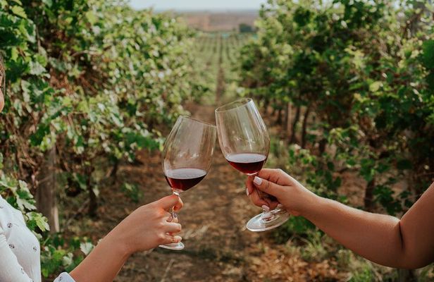 3-Hour Vineyard Wine Tour with Tasting