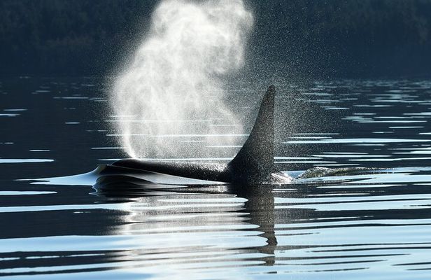 Only Wildlife and Whale Watching Tour Leaving from Seattle