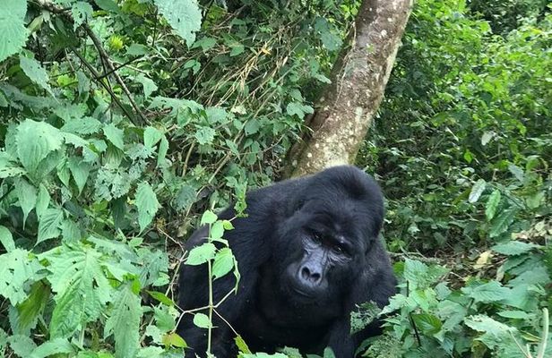 3 Days Uganda Gorilla trek Safari Tour