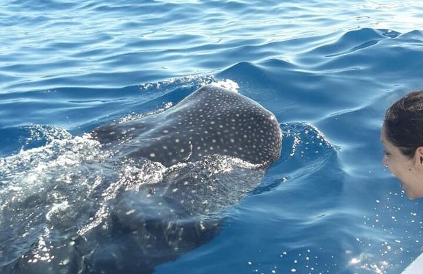 Snorkeling tour with the whale shark in Holbox with transportation
