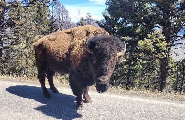 Northern Yellowstone Safari from Cody, WY