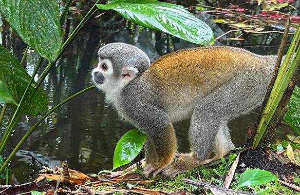 4 Days Cotopaxi, Quilotoa, Baños and Amazon with hotel and activities included