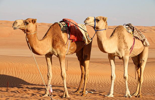 2 Day Private Desert Camp with Camel Ride