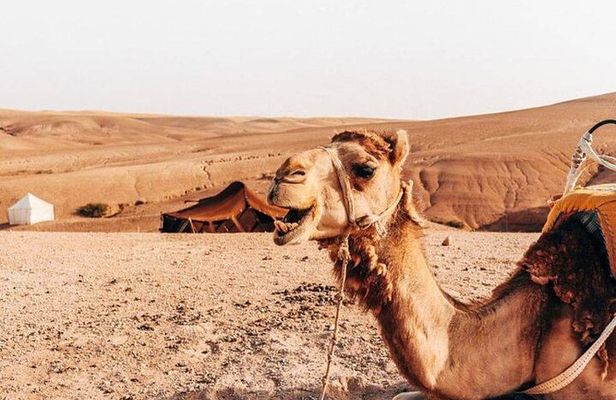 Half-Day Private Camel Riding in Agafay Desert with Pick Up