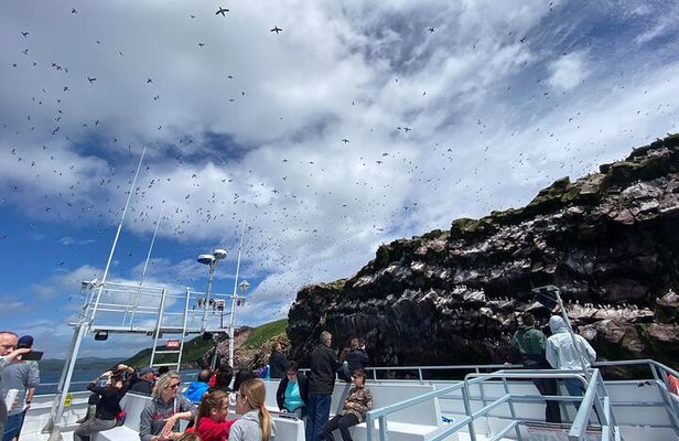 2 Hours Guided Whale and Bird Boat Tour in Bay Bulls