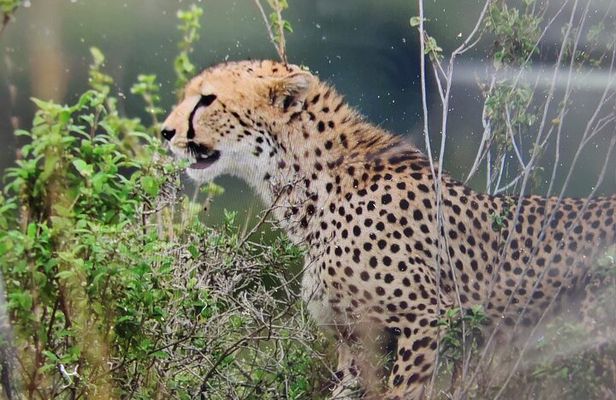 7 Days Kenyan Safaris