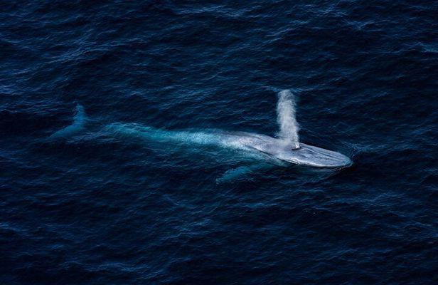 Whale Watching Ultimate Adventure Tour Kaikoura 1 hour 20 min