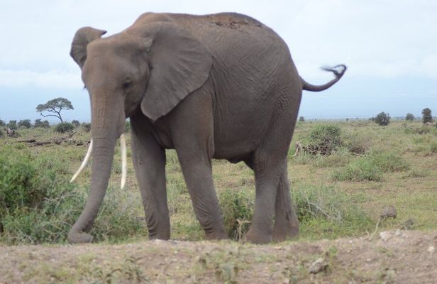 4-Day Safari to Tsavo and Amboseli from Diani Beach