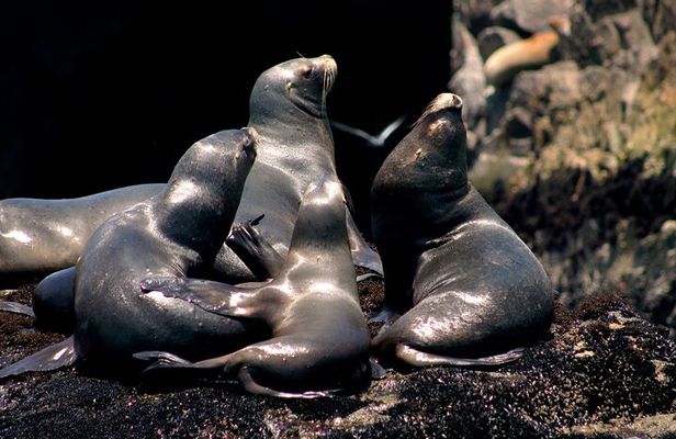 Lima Peru Sea Lions, History and Palomino Callao Islands