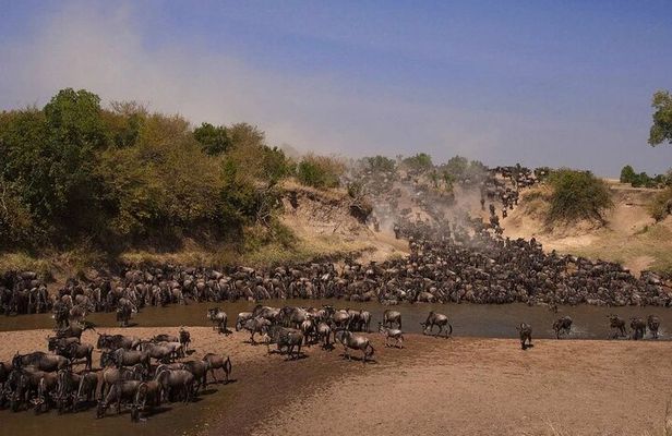 3-Day Masai Mara Group Safari with Pick Up