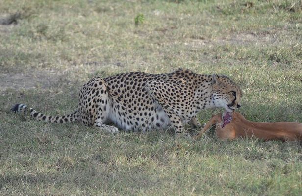 3-Day Group Safari in Masai Mara with Pick Up