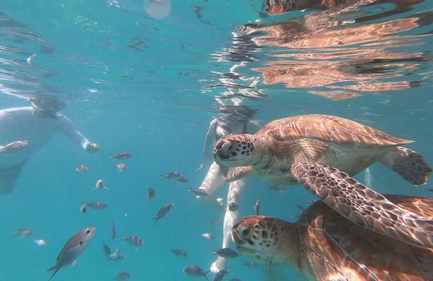 Shasa Catamaran Cruises Limited Numbers 3 Hour Sail and Snorkel