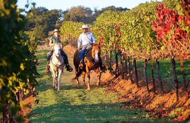 Guided Horseback Experience
