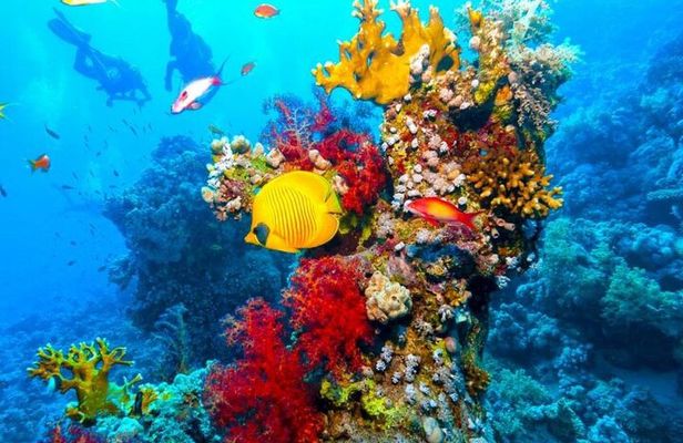 Ras Mohammed Diving Day Trip from Sharm el-Sheikh