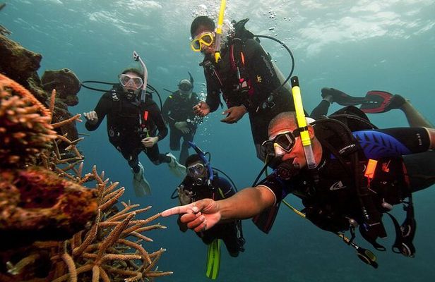 Scuba Diving For Beginners