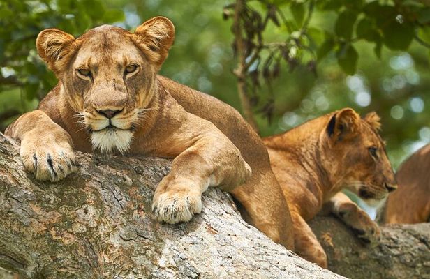 7 Day Big 5, Chimpanzee and Gorilla Tracking