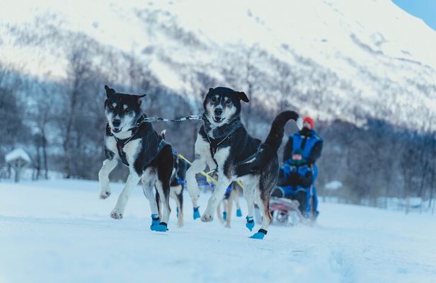 Fun & Easy Dog Sledding Adventure - Noon Tour