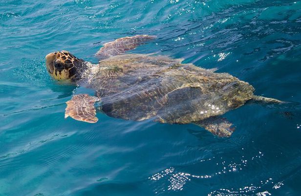 Caretta - Caretta Turtle Trip (Boat Trip)