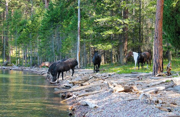Flathead Lake Private Sunset Wild Horse Island Boat Tour
