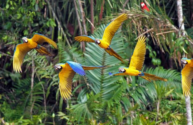 Rainforest Peru 3 days tour