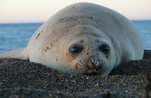 Peninsula de Valdes - Puerto Madryn **(Shared tour for cruises)**