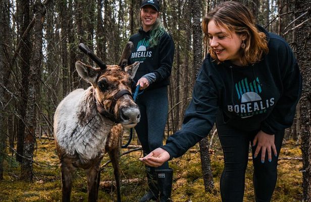 Walking with Reindeer Experience