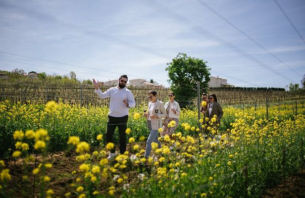 Istria Wine Tour from Rijeka and Opatija