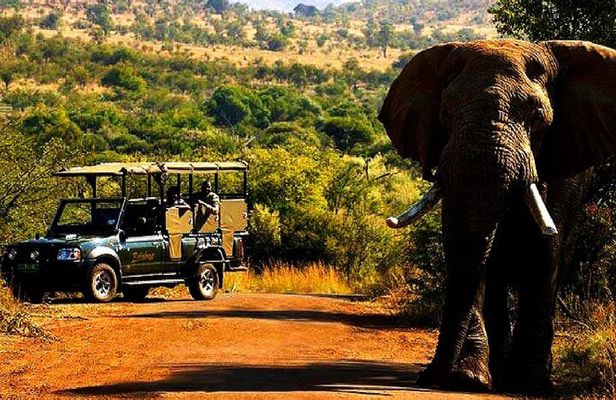 2 Day Pilanesberg national park Guided Tour