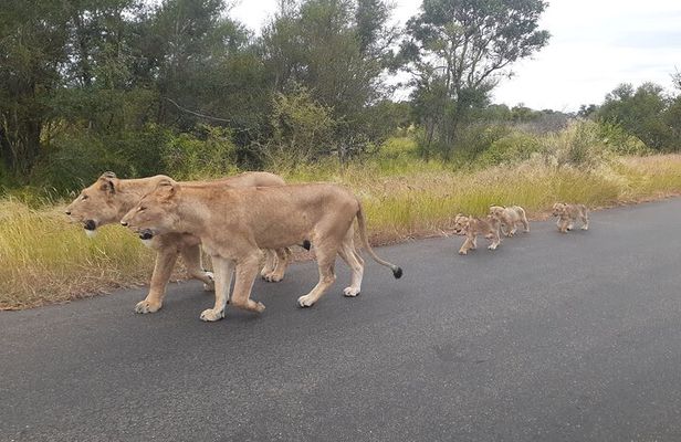 Kruger national park tour 4-days/3nights(Open safari truck)