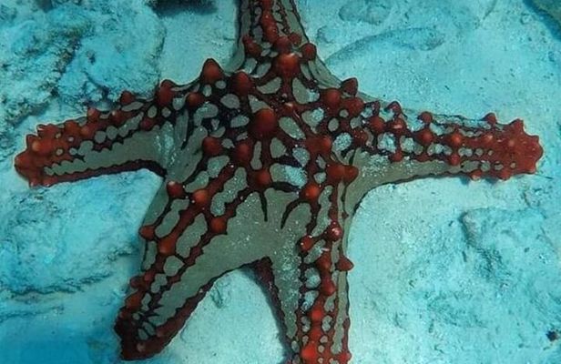 Zanzibar Starfish Blue Lagoon Snorkeling and Rock restaurant