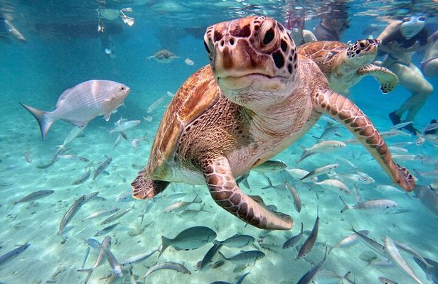 Curacao: Swimming with Sea Turtles and Grote Knip Beach Tour