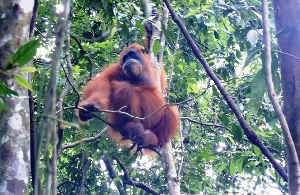 All-in 2N/3D Bukit Lawang Tour For School