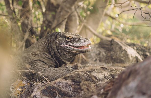 Full-Day Adventure Tour to komodo Island with join Speed Boat tur