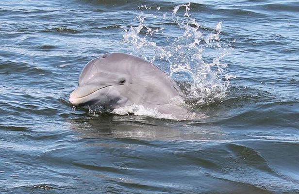Cocoa Beach Dolphin Tours on the Banana River