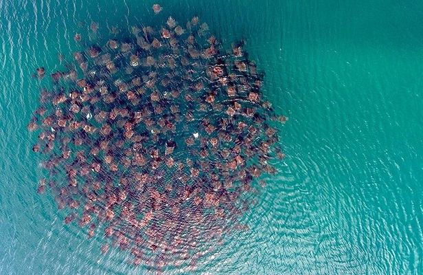 Cabo Ocean Safari Snorkel Adventure