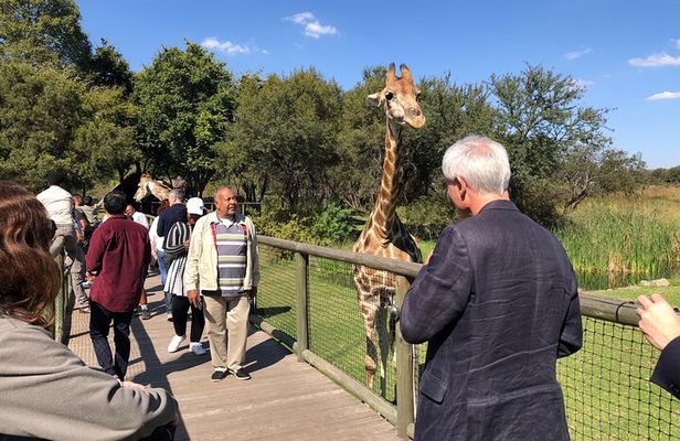 Cradle of Humankind Tour with Lion Safari from Johannesburg