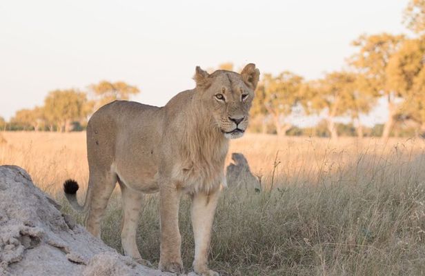 6 days 5nights Victoria falls and hwange safari Private Tour