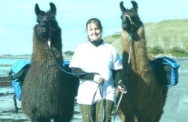 Llama Trek (Half-day) - Kaikoura Bay, Beaches & Seal Colony