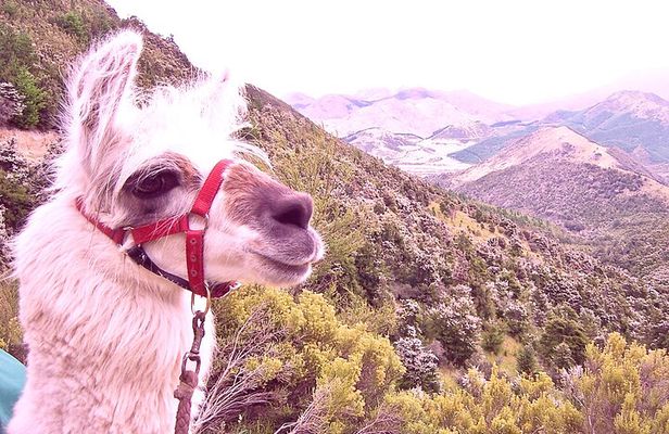  Llama Trek (Taster) - Kowhai River Valley and Native Woodland Tour