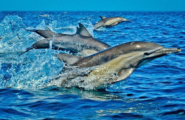 Mnemba Island Private Full Day Swim with Dolphins and Snorkeling