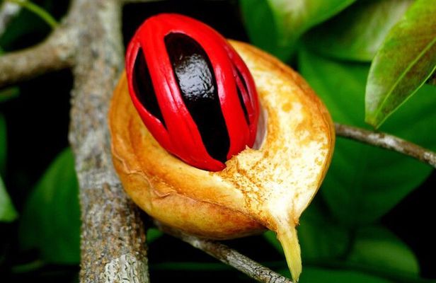 Spice Tour, Stone Town, Secret Garden, Kuza Cave, Paje Beach,The Rock Restaurant