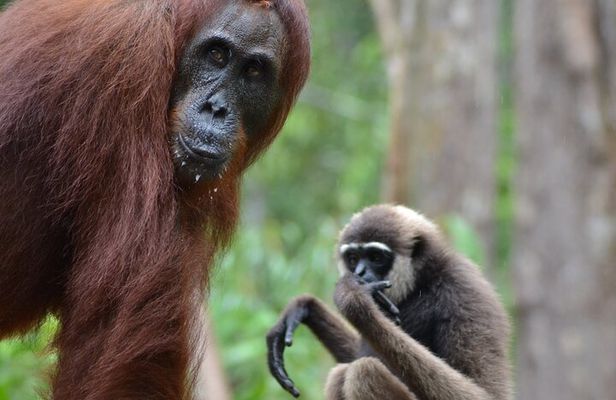 Orangutan Houseboat Kelotok Tanjung Puting 3 Days Share Cost
