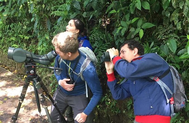 Birdwatching Half-Day Tour between clouds and forest in Monteverde