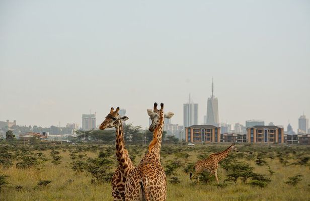 Half-Day Nairobi National Park and Maasai Market with Pick up