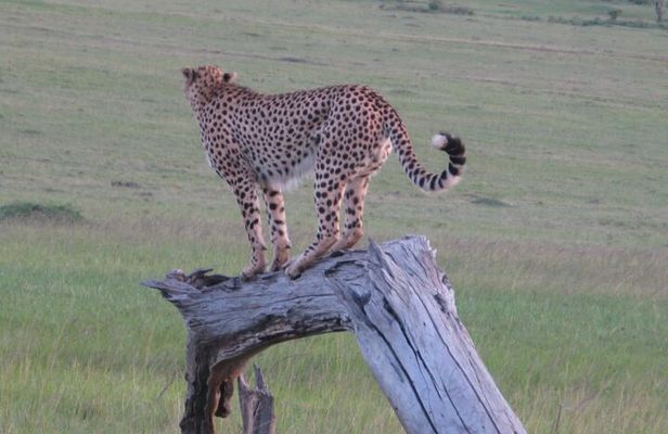 2 days - Masai mara Private Guided Tour from Nairobi