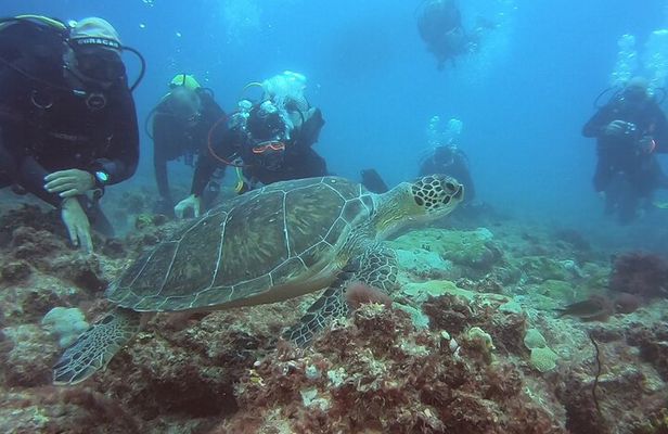 First Diving Experience Try Dive